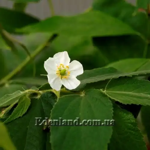 Изображение Мунтингия калабура - Muntingia calabura