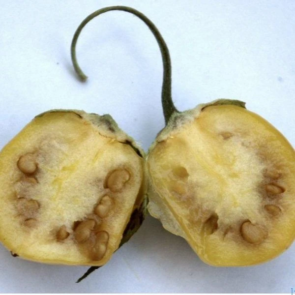 Изображение Мандрагора осенняя - Mandragora autumnalis 