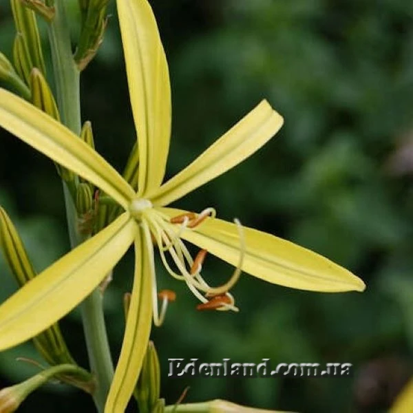 Изображение цветок