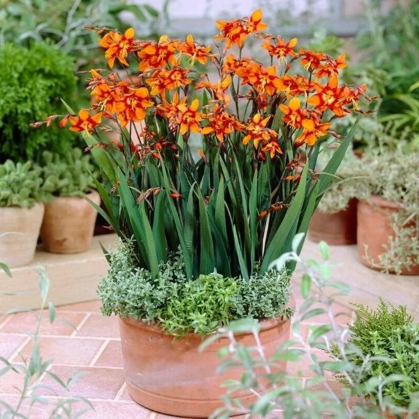 Изображение Крокосмия Новые гибриды  - Crocosmia New Hybrids 