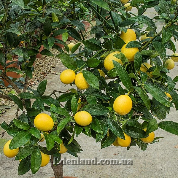 Зображення Лаймкват Юстіс