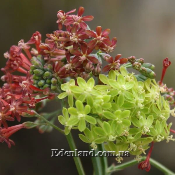 Изображение Кодонориза микранта  - Codonorhiza micrantha