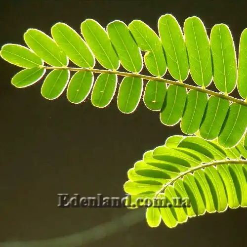 Изображение лист