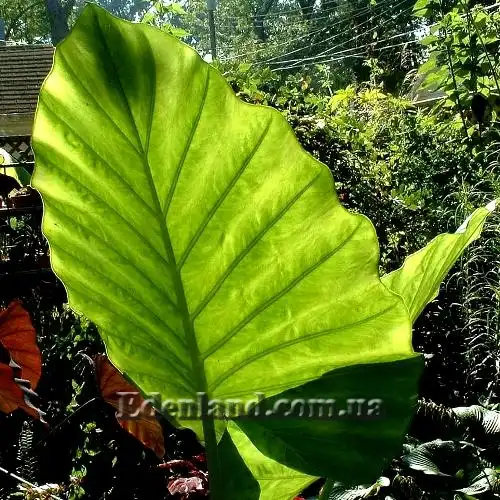 Изображение Алоказия пахучая - Alocasia odora