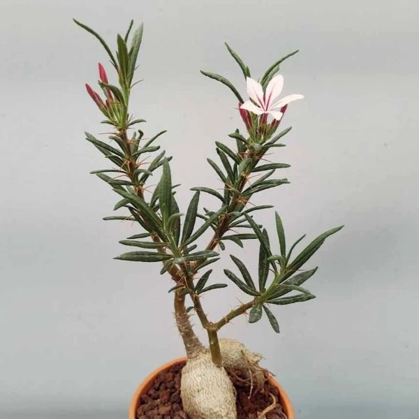 Зображення Пахіподіум сукулентний  - Pachypodium succulentum 