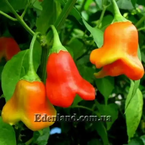 Изображение Перец Корона епископа - Capsicum Bishops Crown