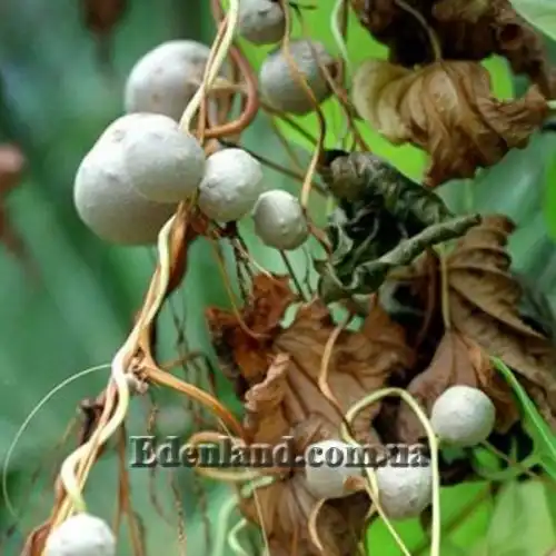 Изображение Диоскорея клубненосная  - Dioscorea bulbifera