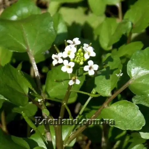 Изображение Настурция лекарственная - Nasturtium officinale