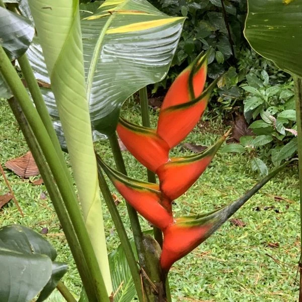Зображення Геліконія біхай 'Lobster Claw Two' - Heliconia bihai 'Lobster Claw Two' 