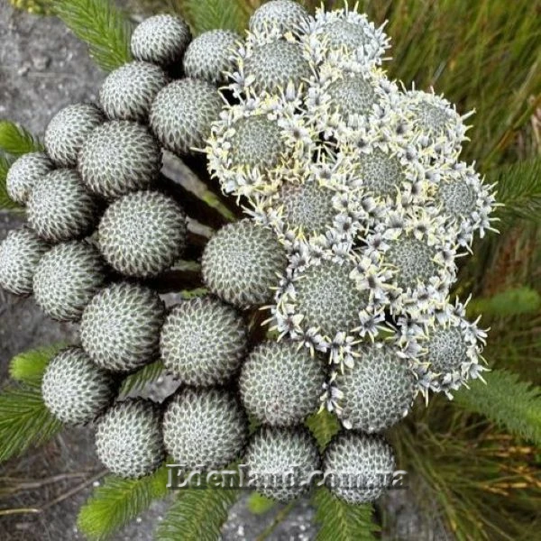 Изображение цветы распускаются по кругу