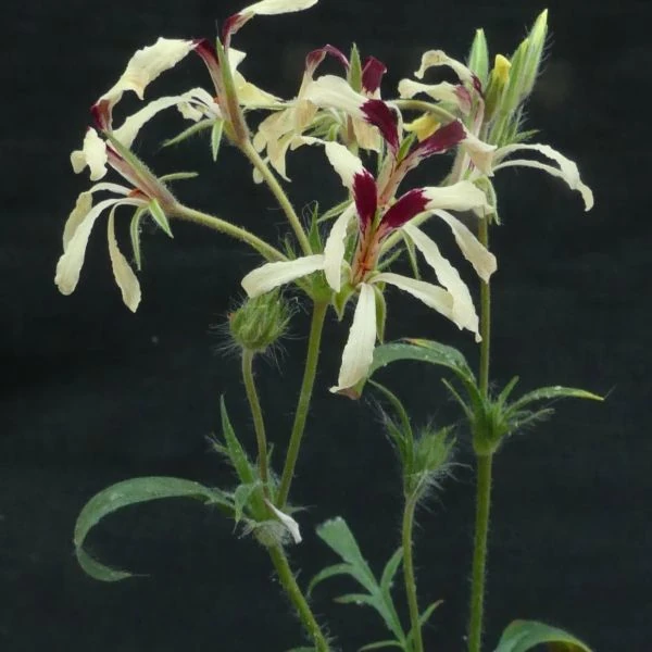 Изображение Пеларгония длиннолистная  - Pelargonium longifolium 