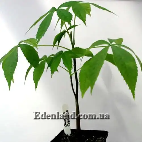 Зображення саджанець