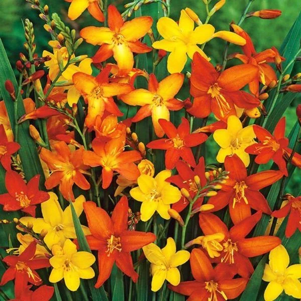 Конец зимы 2025 года - новинки к весне.