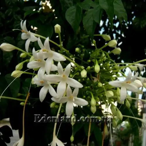 Изображение Миллингтония садовая - Millingtonia hortensis 