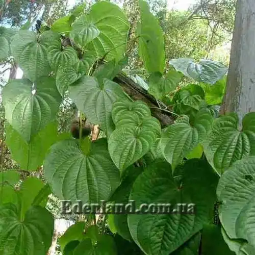 Изображение Диоскорея клубненосная  - Dioscorea bulbifera