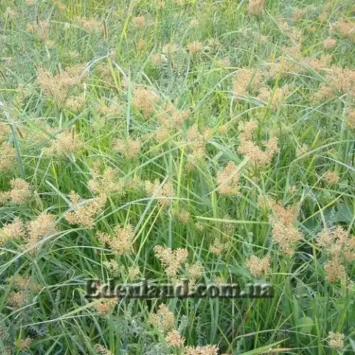 Изображение цветение