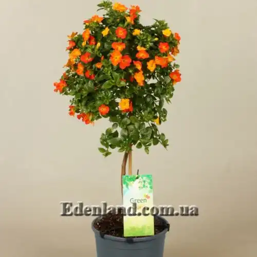 Изображение Стрептосолен Джеймсона - Streptosolen jamesonii