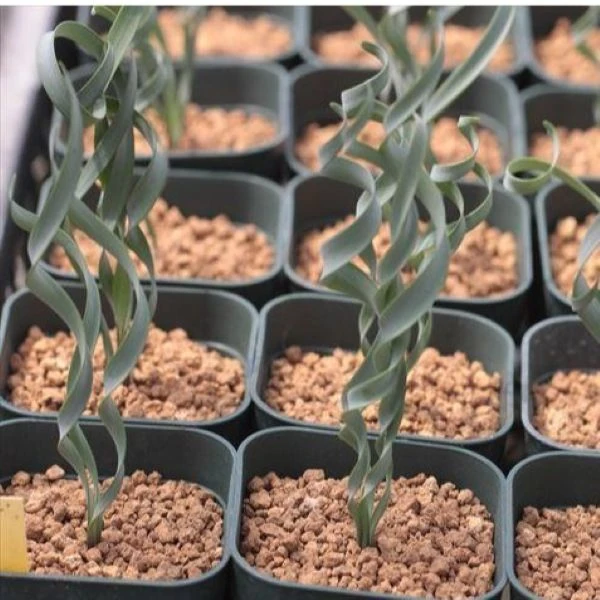 Изображение Циртантус Смита  - Cyrtanthus smithiae