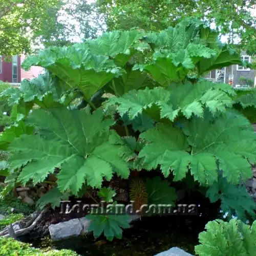 Гуннера рукавчатая - Gunnera manicata