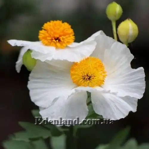 Изображение Ромнея Культера - Romneya coulteri