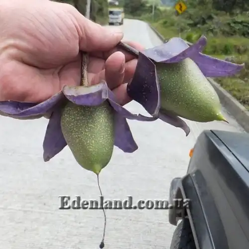 Изображение Трианея красивая - Trianaea speciosa