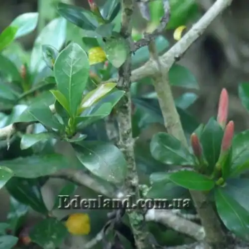 Изображение Гиперакантус приятный - Hyperacanthus amoenus