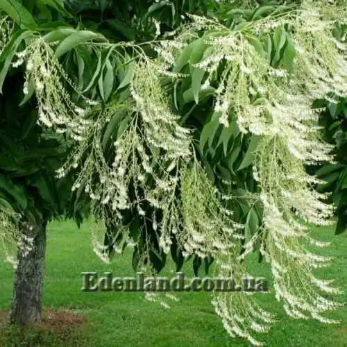 Изображение Оксидендрум древовидный - Oxydendrum arboreum