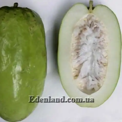 Изображение Пассифлора четырехугольная - Pasiflora quadrangularisи