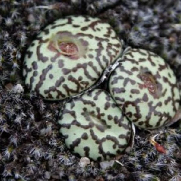 Изображение Конофитум обратносердцевидный  - Conophytum obcordellum