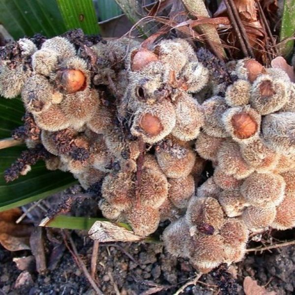 Зображення дозріваючі плоди