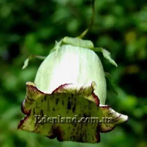 Зображення Кодонопсис зелений - Codonopsis viridis