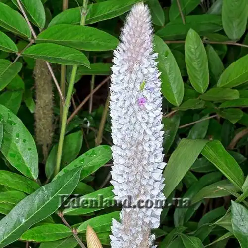 Изображение Урария волосатая - Uraria crinite