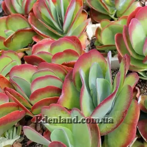 Изображение Каланхоэ Лусия - Kalanchoe luciae