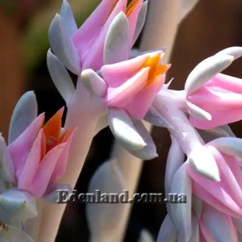 Зображення Ехеверія шавіана х стриктіфлора - Echeveria shaviana х strictiflora