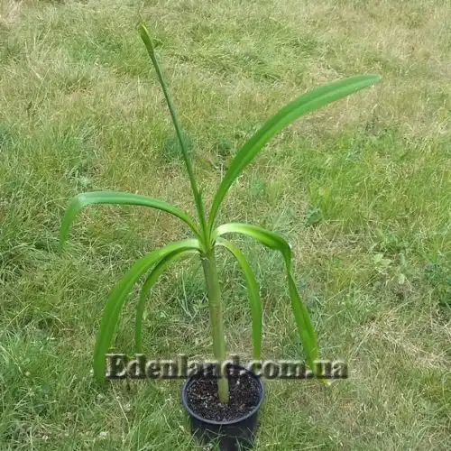 Изображение растение перед цветением