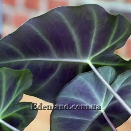 Изображение Ремусатия карликовая - Remusatia pumila