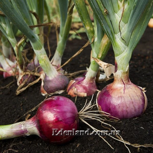 Зображення Цибулина ріпчаста або Алліум Цепа (Allium cepa)