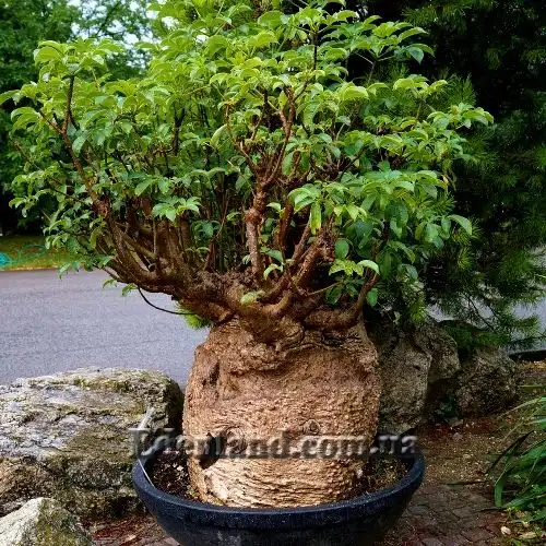 Зображення бонсай