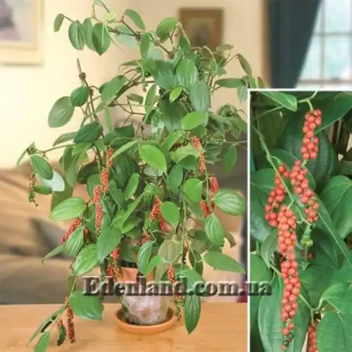 Зображення Перець чорний - Piper nigrum 