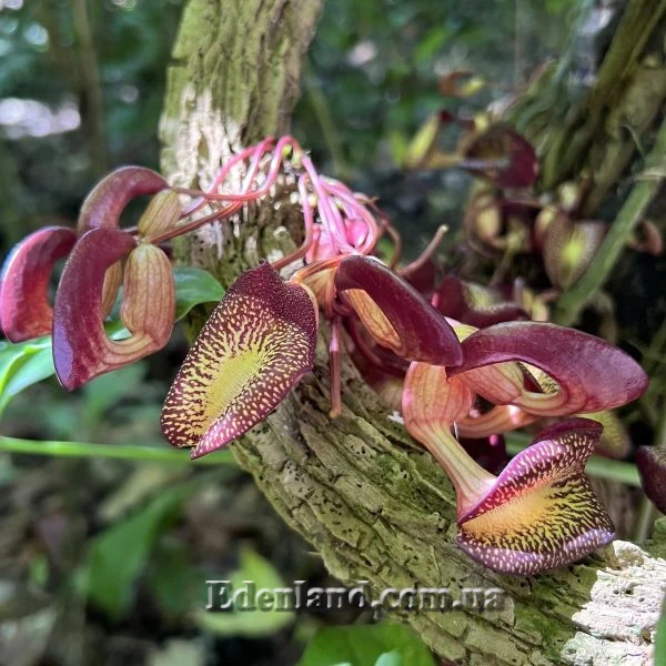 Изображение Аристолохия беложильчатая  - Aristolochia leuconeura