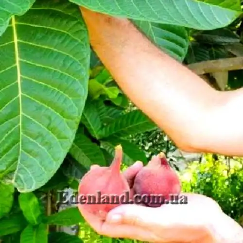 Изображение Фикус Харбофилла (красиволистный) - Ficus habrophylla