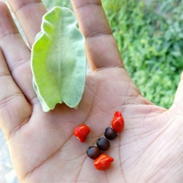 Изображение Моркиллия мексиканская  - Morkillia mexicana