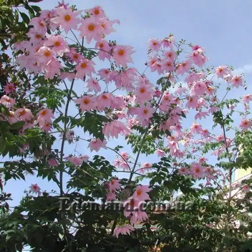 Зображення Жоржина імператорська - Dahlia imperialis