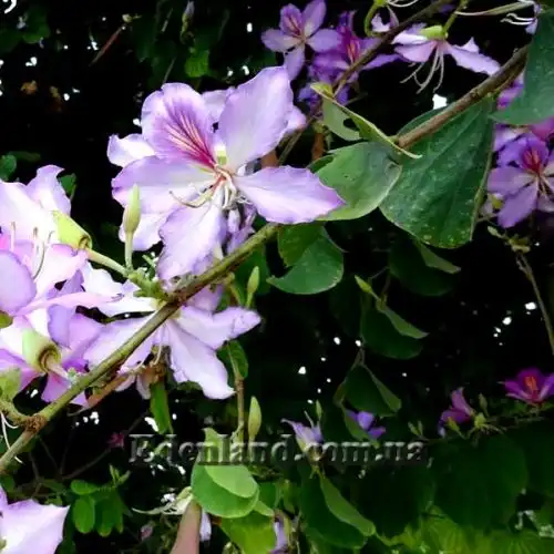 Изображение Баухиния пестрая - Bauhinia variegata