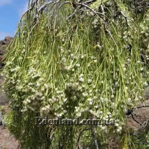 Изображение Плокама повислая - Plocama pendula