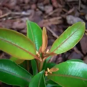 Изображение Талеропия Квинслендская  - Thaleropia queenslandica