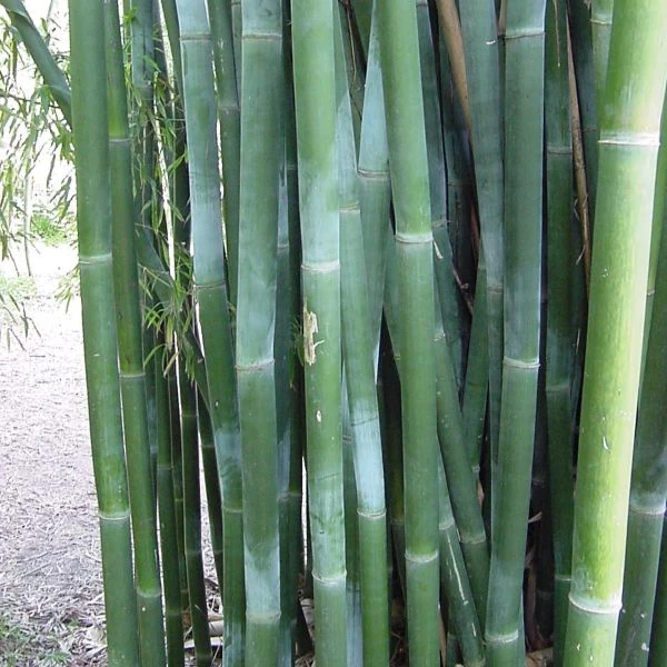 Изображение Дендрокаламус прямой - Dendrocalamus strictus 