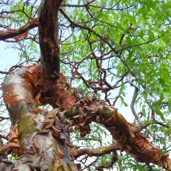 Зображення вигнутий стовбур