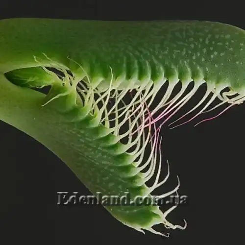 Изображение Фаукария тигриная - Faucaria tigrina 