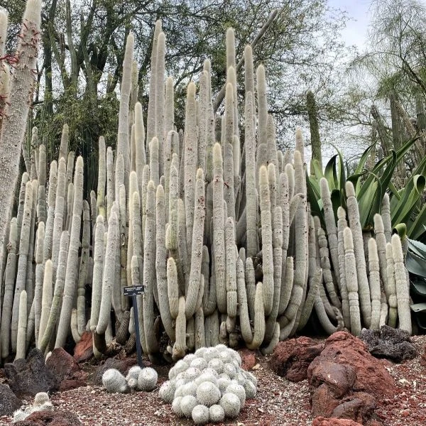 Зображення Клейстокактус Штрауса - Cleistocactus strausii 